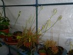 Une belle plante carnivore