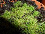 Semis de drosera ;)