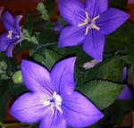 IMG_0927.JPG