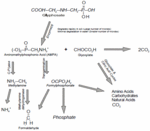 glypho-metabolites.gif