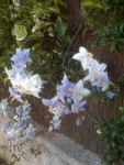IMG_0065petite.jpg