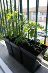 Tomates cerise