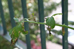 feuilles malades tomate