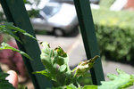 feuilles malades tomate2