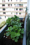 Fraises 2 :)