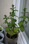 Menthe