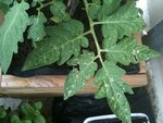 1IMG_0573.JPG