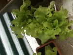 6IMG_0568.JPG
