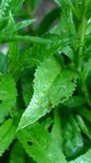 Véronica Spicata (Véronique à épis)