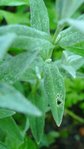 Cerastium (oreilles de souris)
