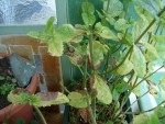 DSC03307.JPG