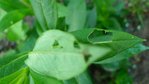 Dianthus Barbarus (Oeillet Barbarus)
