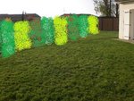haie photinia laurier tin eleagnus panaché