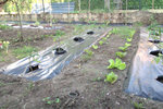 petites vues de mon &quot;champs&quot; de tomates :)