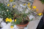DSCF6338 (Small).JPG