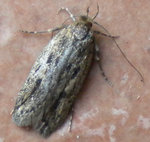 papillon maison 1.jpg