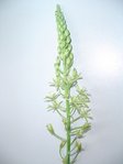 DSC04039plante.jpg