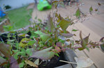 plante à identifier 1.JPG