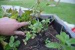 plante à identifier 2.JPG