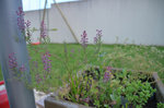 plante à identifier 3.JPG