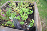 plante à identifier 4.JPG