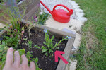 plante à identifier 5.jpg