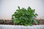 plante à identifier 6.JPG