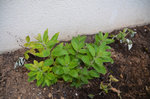 plante à identifier 7.JPG
