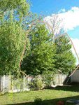 arbres1.JPG
