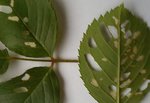 DSC00109.jpg