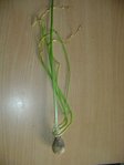 DSC04041.JPG