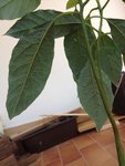 avocat2.jpg
