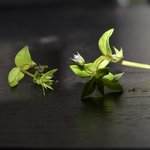 peut on confirmer une véronique?