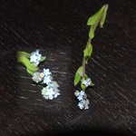 peut on confirmer le myosotis?
