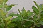 l'image ressemble à de la menthe marocaine mais je ne retrouve pas l'odeur de la menthe.