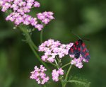 papillon trentin