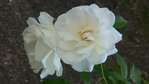 Le blanc, de près.<br />Les boutons sont couleur rose chair. La fleur épanouie est toute blanche.