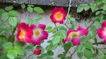 aujardinPhoto353.jpg
