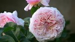 'Parfum d'Orleans' (Nirp). Très parfumé, comme son nom l'indique.