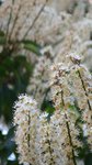 Laurier-Cerise à feuilles allongées (et pas ovales comme dans les haies). Il pousse en arbre &quot;boule&quot;.
