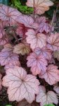 La même, en feuilles.