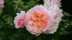 aujardinPhoto358.jpg