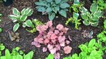Hostas 'Patriot' (vert et blanc).<br />Hosta 'Halcyon' (on m'avait dit qu'il ne craignait pas les limaces...).<br />Heuchère 'Pinot gris' (au centre).<br />Heuchères (les petites, je ne me rappelle plus du nom ; je vous dirai ça).<br />La lysimaque en godets, je ne l'ai pas encore plantée. Pas sûre de vouloir la mettre là...