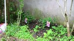J'ai également planté, de l'autre côté, sous le sureau, 3 hortensia paniculés 'Vanille Fraise'. Mais je suis ennuyée car je ne pensais pas que le sureau ferait autant d'ombre ! Ils n'ont quasiment pas de soleil direct de toute la journée ! (ils sont plein nord).<br />S'ils ne me font pas de fleurs cet été, j'échangerai leur place avec les 'Annabelle' (qui sont exposés Est).