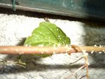 DSC00779.JPG