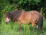 PONEY6322.jpg