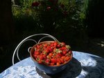 cueillette des fraises.jpg