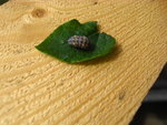 IMG_0018.jpg