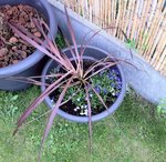 Cordyline malade? :(