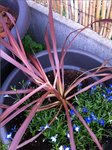 Cordyline malade? :